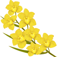 Flower Names in english and hindi with picture