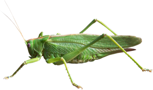 Insects Name in english and gujarati
